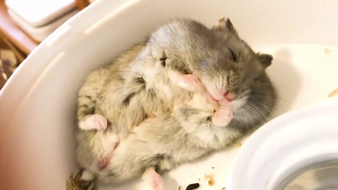 夢の中でひまわりの種を食べるハム