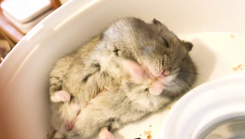 ヒマワリの種大好き♡ハムスター ジャンガリアン】ひまわりの種を食べるハムスターがかわいい