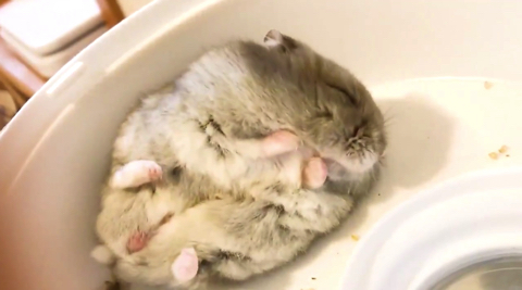 夢の中でひまわりの種を食べるハム