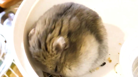 夢の中でひまわりの種を食べるハム