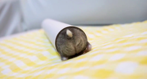 夢の中でひまわりの種を食べるハム