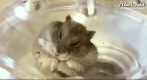 夢の中でひまわりの種を食べるハム