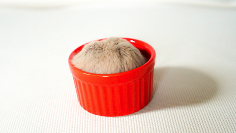 夢の中でひまわりの種を食べるハム