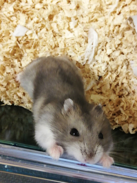 夢の中でひまわりの種を食べるハム