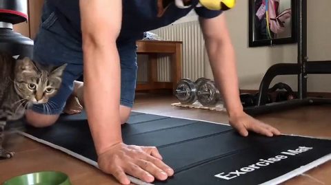 腕立て伏せ 猫がじゃま