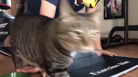 腕立て伏せ 猫がじゃま