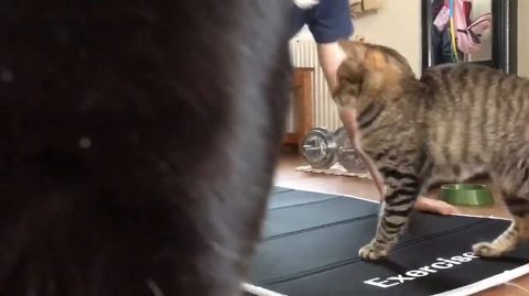 腕立て伏せ 猫がじゃま