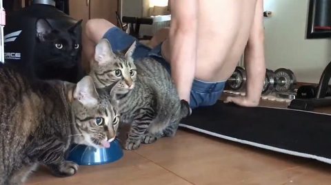 腕立て伏せ 猫がじゃま