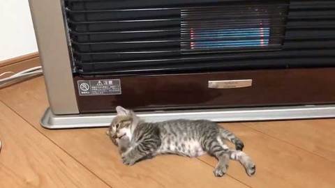 腕立て伏せ 猫がじゃま