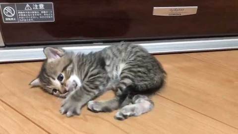 腕立て伏せ 猫がじゃま