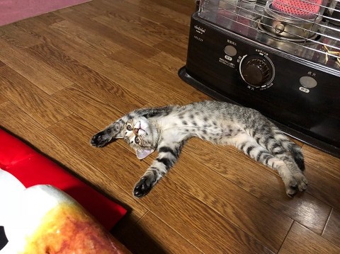 腕立て伏せ 猫がじゃま