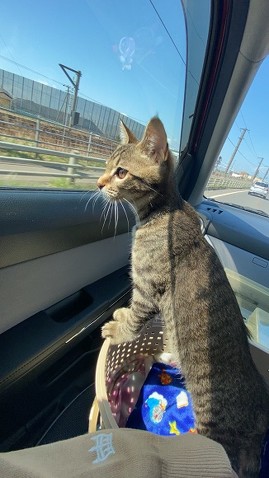 腕立て伏せ 猫がじゃま