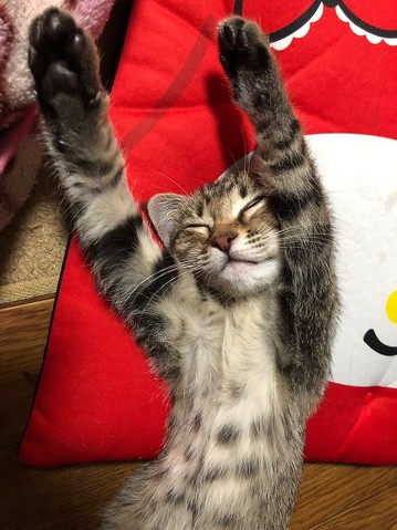 腕立て伏せ 猫がじゃま