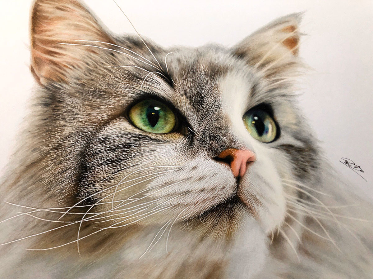 19歳の色鉛筆画家が描く猫ちゃんがモフモフで美しい リアルな絵