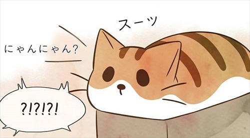 パウンドキャット