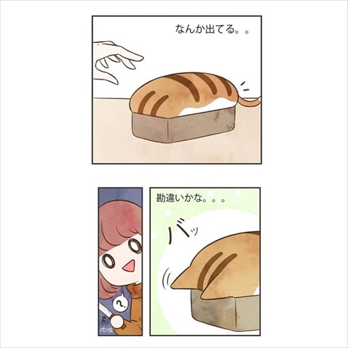 パウンドキャット