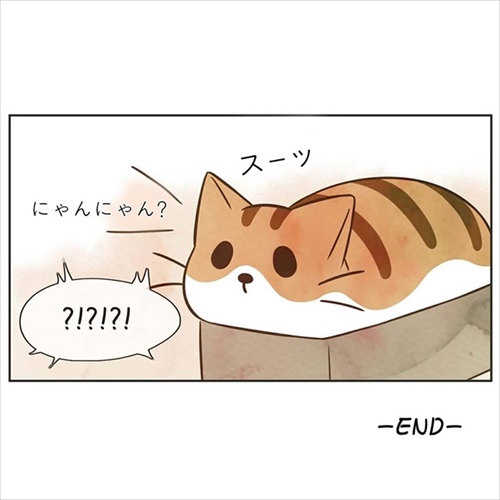 パウンドキャット