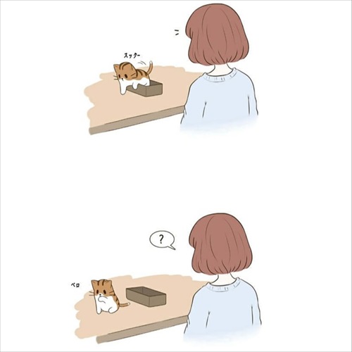 パウンドキャット