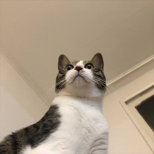 パウンドキャット