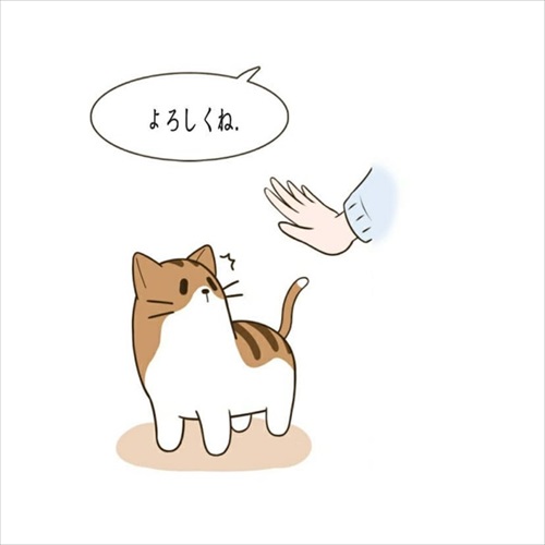 パウンドキャット