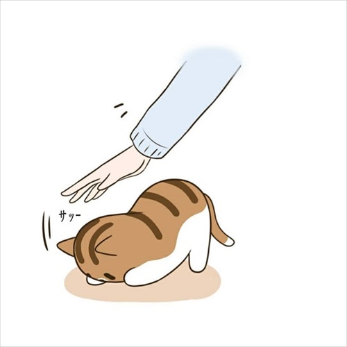 パウンドキャット