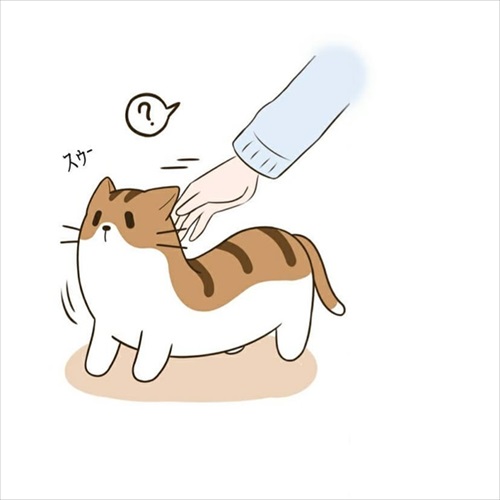 パウンドキャット