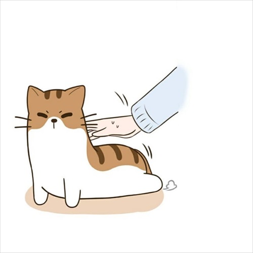 パウンドキャット