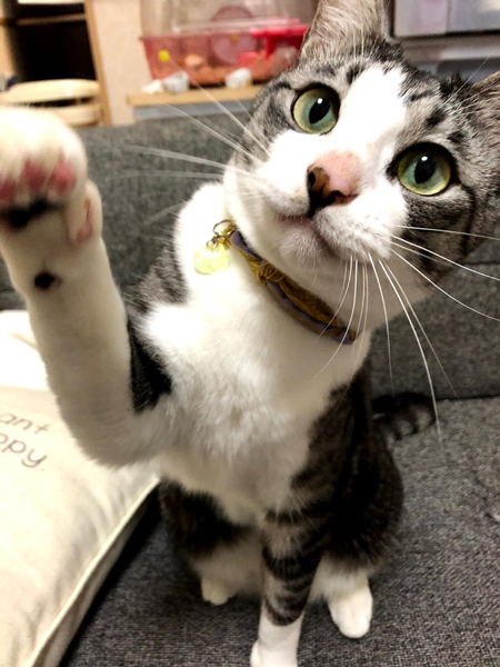 右前足をあげるぴすけさん