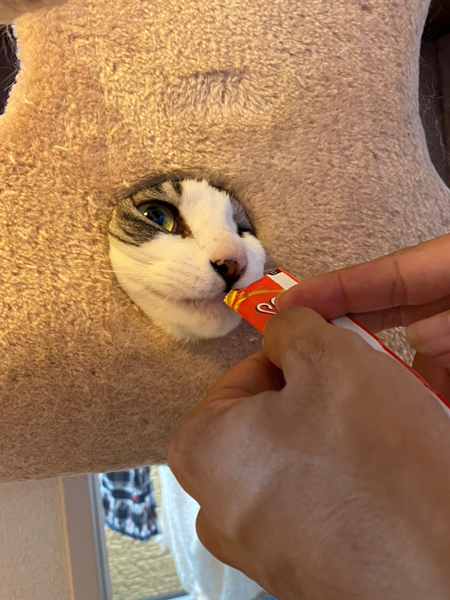 ちゅーる食べたいキャットアップ