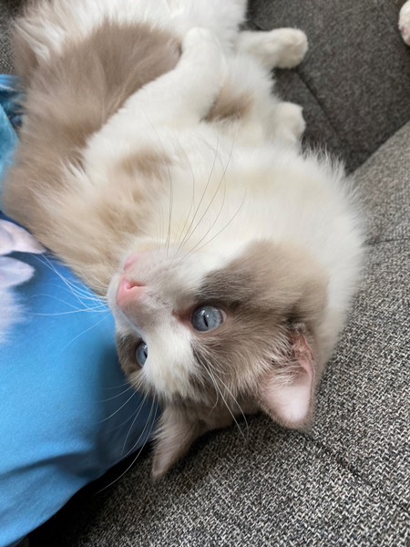 るうさん上から