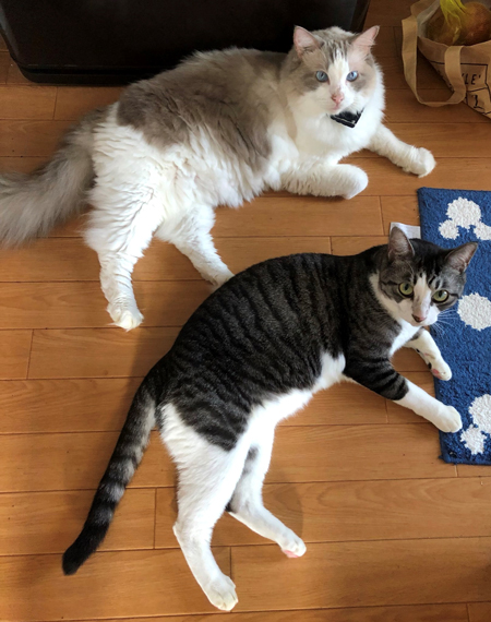 横になるるうさんぴすけさん