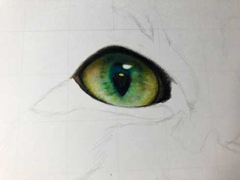 音海はる 猫 色鉛筆画 絵 リアル