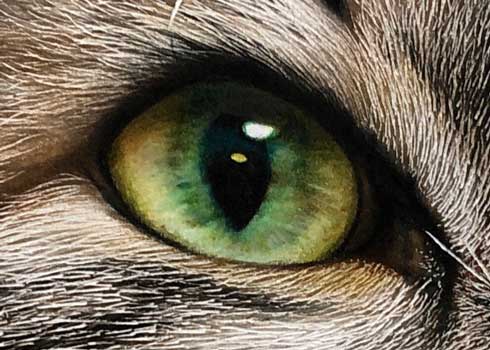 音海はる 猫 色鉛筆画 絵 リアル