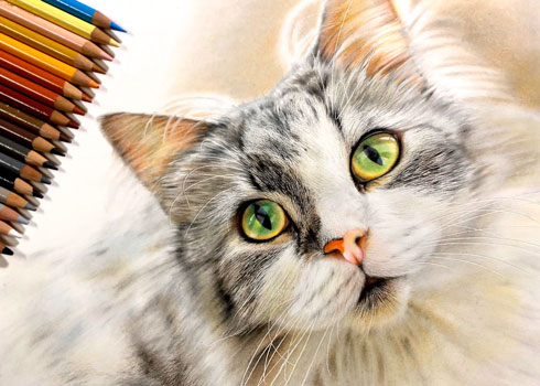 音海はる 猫 色鉛筆画 絵 リアル