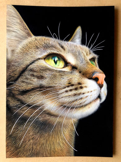 音海はる 猫 色鉛筆画 絵 リアル