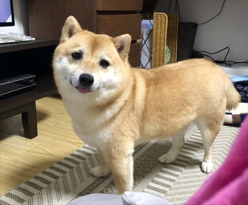 顔だけ成犬と言われたワンちゃん