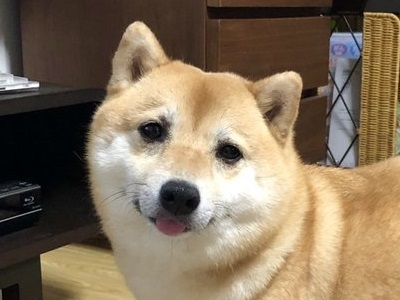 柴犬