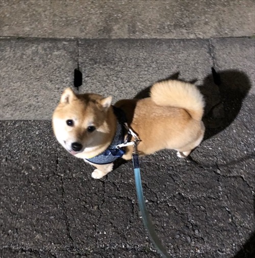 顔だけ成犬と言われたワンちゃん