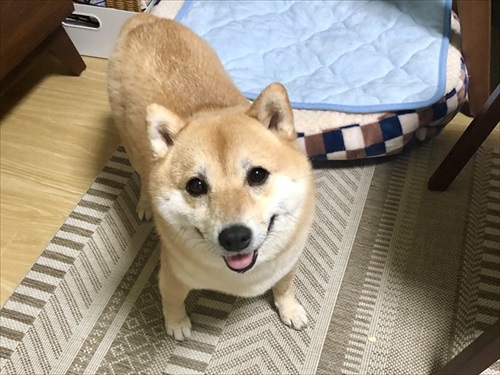 顔だけ成犬と言われたワンちゃん