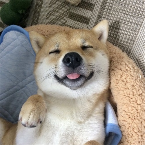 顔だけ成犬と言われたワンちゃん