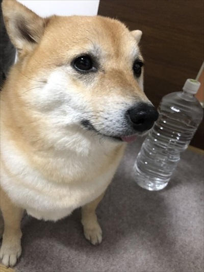 顔だけ成犬と言われたワンちゃん