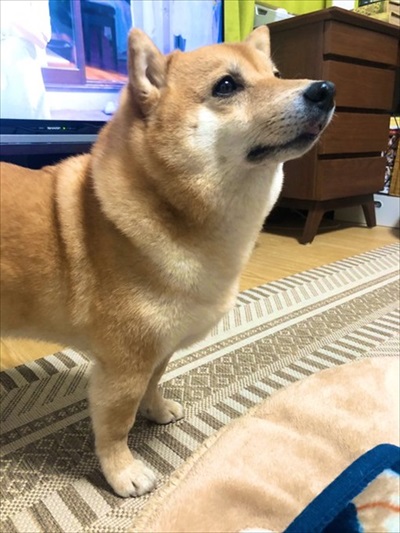 顔だけ成犬と言われたワンちゃん