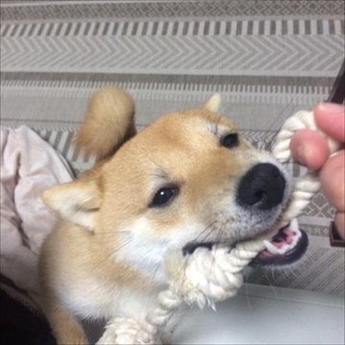 顔だけ成犬と言われたワンちゃん