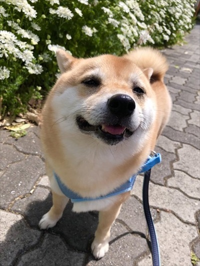 顔だけ成犬と言われたワンちゃん