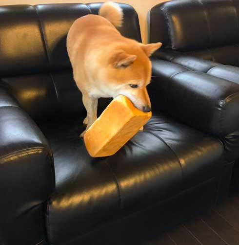 夢 サイズ 犬用パン 沸き立つ 柴 犬 食パン 丸かじり