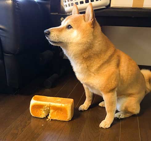 夢 サイズ 犬用パン 沸き立つ 柴 犬 食パン 丸かじり
