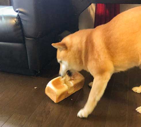 夢 サイズ 犬用パン 沸き立つ 柴 犬 食パン 丸かじり