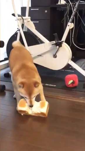 夢 サイズ 犬用パン 沸き立つ 柴 犬 食パン 丸かじり