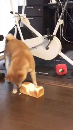 夢 サイズ 犬用パン 沸き立つ 柴 犬 食パン 丸かじり