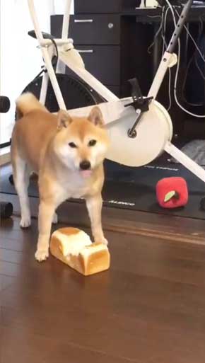 夢 サイズ 犬用パン 沸き立つ 柴 犬 食パン 丸かじり